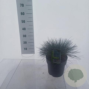 Festuca glauca 'Elijah Blue' 25-30 cm 5,0L