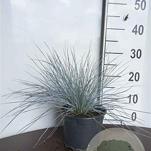 Festuca glauca 'Elijah Blue' GM 2,0L