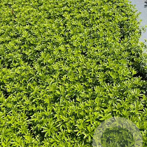 Galium odoratum GM 2,0L