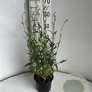 Gaura lindheimeri GM 2,0L