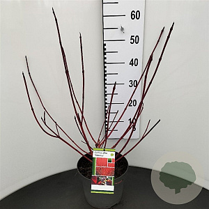 Cornus alba 'Sibirica' 60-80 cm 5,0L
