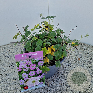 Geranium Dreamland 12-15 cm 2,5L
