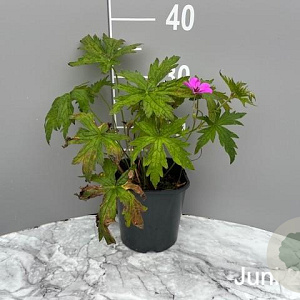 Geranium 'Patricia' GM 2,0L