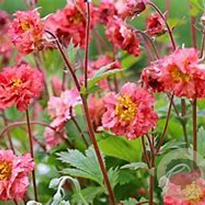 Geum 'Bohema Pink' GM P9