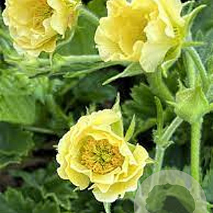 Geum 'Gimlet' GM P9
