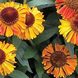 Helenium 'Amber Dwarf' GM P9