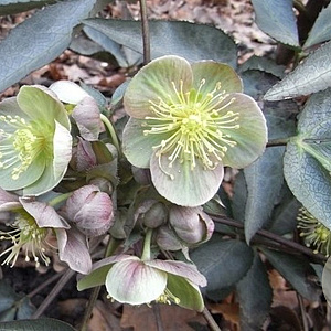 Helleborus 'Silver Dollar' GM P9