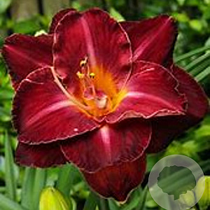 Hemerocallis 'Burgundy Love' GM P9