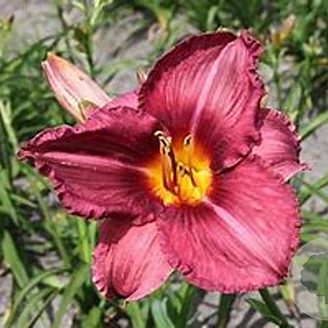 Hemerocallis 'Emperor' GM P9