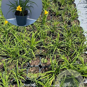 Hemerocallis 'Stella de Oro' GM 2,0L