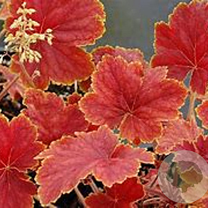 Heuchera 'Delta Dawn' GM P9