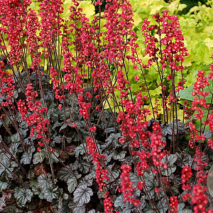 Heuchera 'Hollywood' GM P9