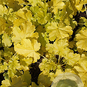 Heuchera 'Lime Rickey' GM P9