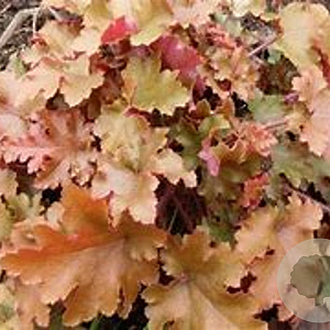 Heuchera 'Rex Dark Amber' GM P9