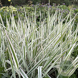 Holcus mollis 'Albovariegatus' GM P9