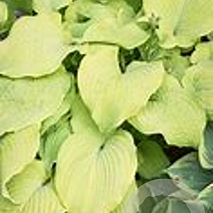 Hosta 'Piedmont Gold' GM P9