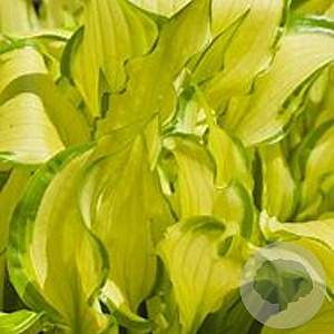Hosta sieboldii 'Kabitan' GM P9