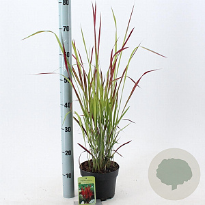 Imperata "Red Baron" 20-25 cm 2,0L