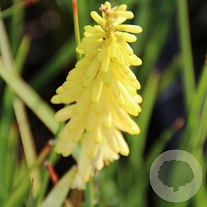 Kniphofia citrina GM P9