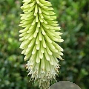 Kniphofia 'Ice Queen' GM P9