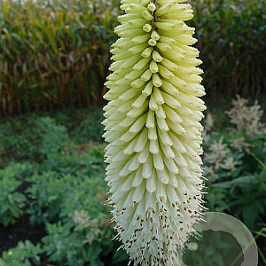 Kniphofia 'Ice Queen' GM P9