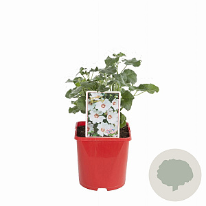 Lavatera 'Barnsley' 15-20 cm 3,0L