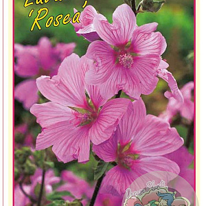 Lavatera 'Rosea' 15-20 cm 3,0L