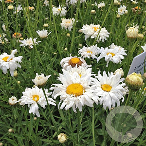 Leucanthemum 'Crazy Daisy' GM P9