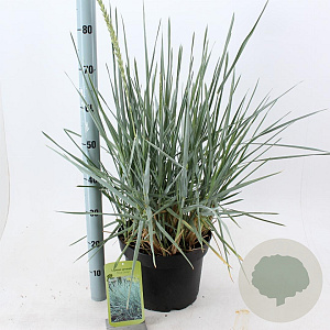 Leymus arenarius 'Blue Dune' 30-40 cm 12L