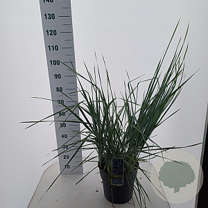 Leymus arenarius 'Blue Dune' 30-40 cm 12L