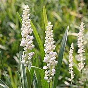 Liriope muscari 'Monroe White' GM 3,0L leverbaar
