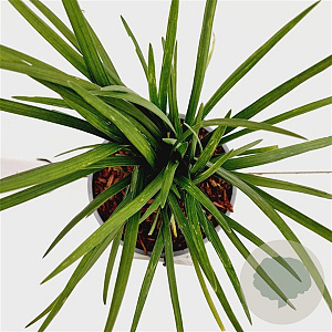 Liriope muscari 'Royal Purple' 20-25 cm 2,0L