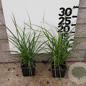 Luzula nivea plantgoed P9