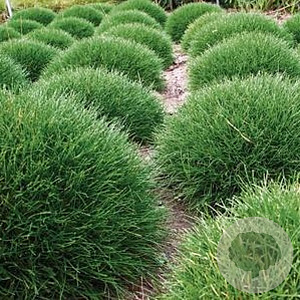 Luzula pilosa 'Igel' GM P9