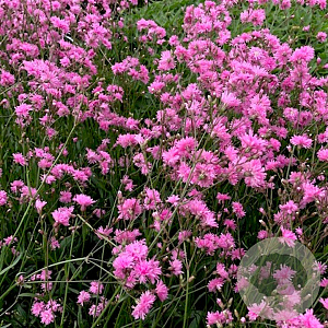 Lychnis flos-cuculi 'Petite Jenny' GM P9
