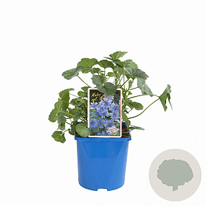 Malva sylvestris Marina 15-20 cm 3,0L