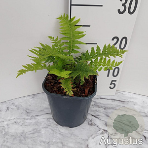 Matteuccia struthiopteris GM 2,0L