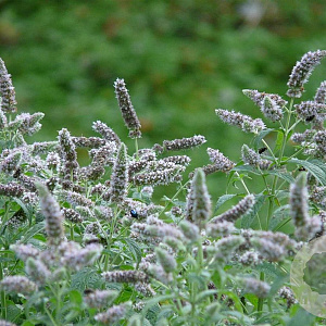 Mentha longifolia 'Silver Form' GM P9