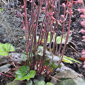 Mitella stylosa makinoi GM P9