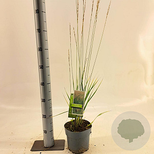 Molinia caerulea 'Heidebraut' 40-70 cm 2,0L