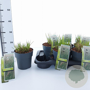 Molinia caerulea 'Heidebraut' 40-70 cm 2,0L