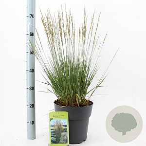 Molinia caerulea 'Heidebraut' 50-80 cm 6,5L