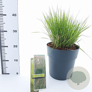 Molinia caerulea 'Heidebraut' 50-80 cm 6,5L