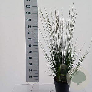 Molinia caerulea 'Heidebraut' 60-100 cm 12L