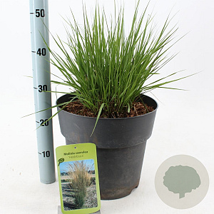 Molinia caerulea 'Heidebraut' 60-100 cm 12L