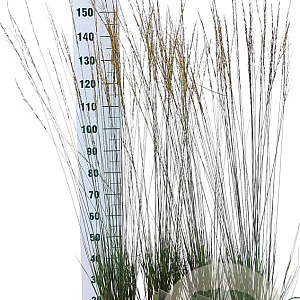 Molinia caerulea 'Heidebraut' GM C3