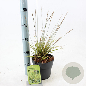 Molinia caerulea 'Variegata' 40-70 cm 2,0L