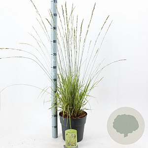 Molinia caerulea 'Variegata' 50-80 cm 6,5L