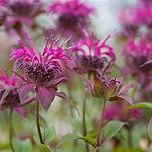 Monarda 'Donnerwolke' GM P9