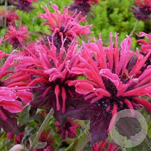Monarda 'Feuerschopf' GM P9